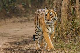 Corbett Tiger Reserve: Pahoro Range घोटाला..।सीबीआई ने मुकदमा दर्ज किया, पूर्व डीएफओ और रेंजर के घर पर छापे