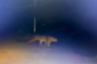 देहरादून: रात में जौलीग्रांट एयरपोर्ट परिसर में दो गोवंशों का शिकार, अथॉरिटी सतर्क